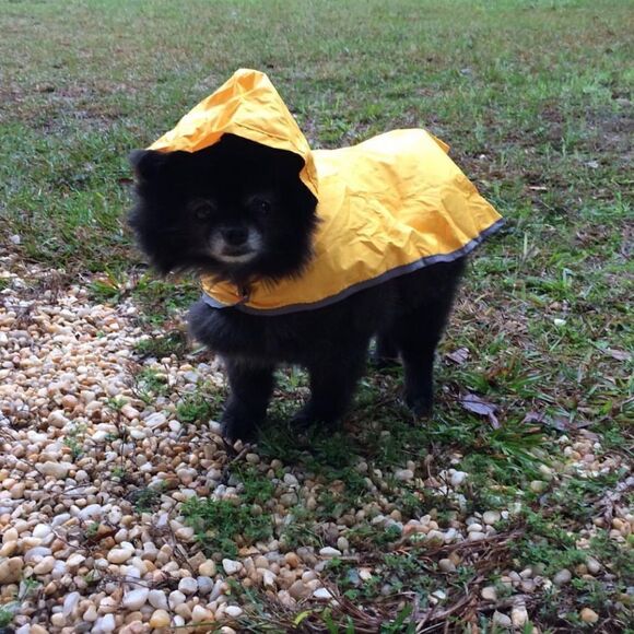 Small Dog or Cat Packable Yellow Raincoat. - Picture 5 of 7